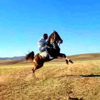 اسب مادیان، نریان، کره