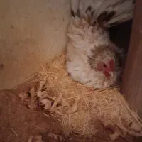 مرغ وخروس کرچ جاپنیز رد متلد