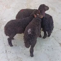 ۴ راس بره ماده دشتی برای نگهداری