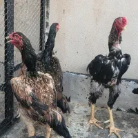 فروش کل گنجه حاصل گلچین از کل کشور لاری اوشامو