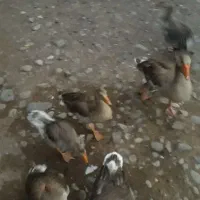 غاز