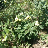 سیب گلاب پا کوتاه مجلسی