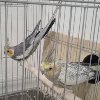 دو جفت عروس هلندی به همراه دو عدد قفس و وسایل