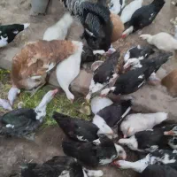 اردک اسرائیلی بالغ