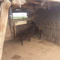 یک راس میش همراه دوراس بره نره