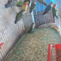 طوطی برزیلی