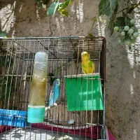 یک جفت مرغ عشق مولد