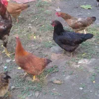 مرغ فروشی