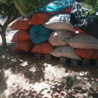 فروش کاه عدس