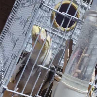 عروس هلندی چیکو نر