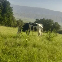 گاو چهل روز مانده زایمان