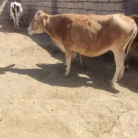 دوعددگاو چاق درجه یک