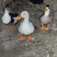 اردک