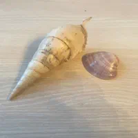 صدف