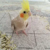 عروس هلندی گمشده