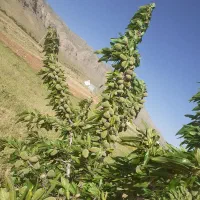 فروش-زمین-و-باغ-چادگان