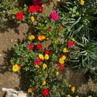 باغستان ثامن/قطعه کامل