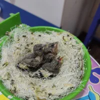 جوجه سهره متولد قفس