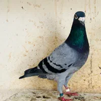 کبوتر پلاکی مسافتی عراق