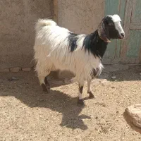 بزغاله ماده
