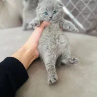 گربه