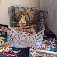 عروس هلندی نر