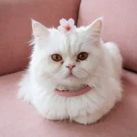 گربه پرشین ماده