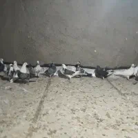 پرنده کبوتر