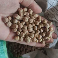 نخود|خوردنی و آشامیدنی|بندر گز, |دیوار