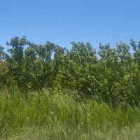 1500متر-4دیواری-سندتک-برگ-درختان-میوه-قدیمی
