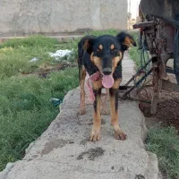 سگ دوبرمن