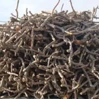 چوب پسته
