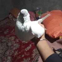 کبوتر|پرنده|هامون, |دیوار