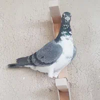 کفتر بزک سینه سفید