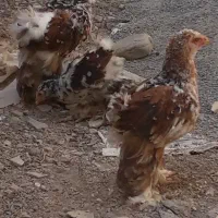برهما پورسلن