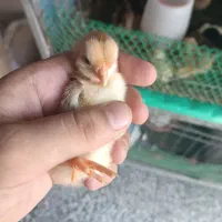 جوجه گلپا درجه یک