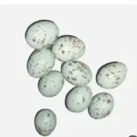 تخم قناری موزائیکی