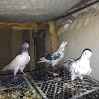 ماده پرشی