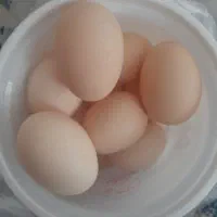 تخم مرغ محلی ارگانیک