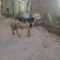 بره قوچ پلنگی