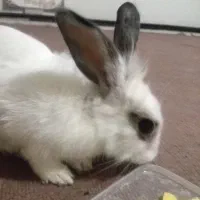 خرگوش