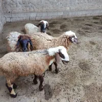فروش شیشک