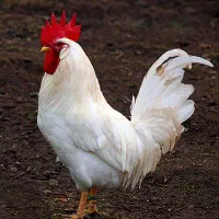 خروس قربانی سفید و سیاه حضوری،پیک،انلاین