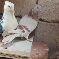 کبوتر پرشی
