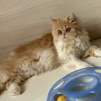 گربه پرشین فلت نسکافه ای ماده