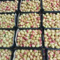 حراج نوری