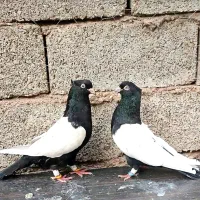 نروماده سینه سیاه چشم نوک سفید پرنده کفتر
