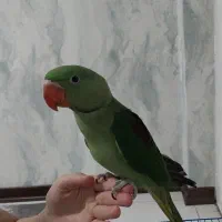 شاه طوطی شاه تخم نر حدود 3 ماهه