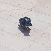 کفتر