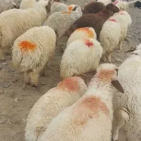 بره نر|حیوانات مزرعه|گناباد, |دیوار